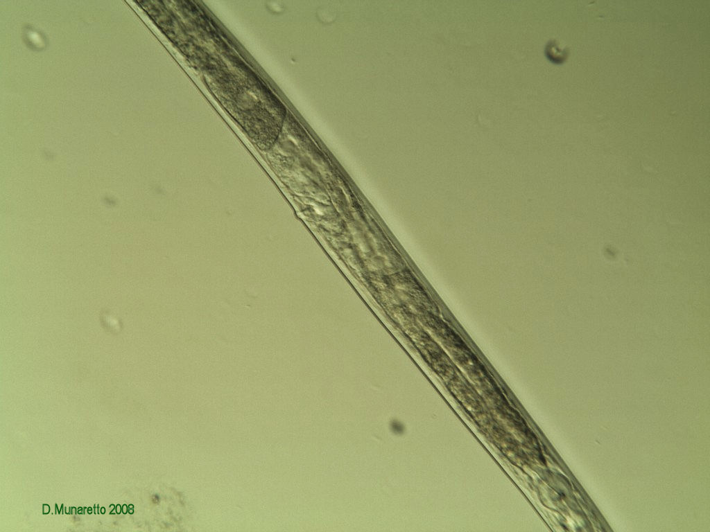 NEMATODE...